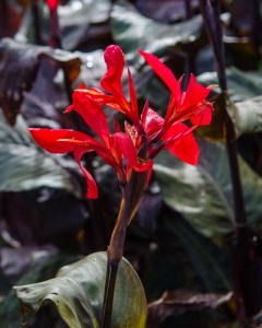 Canna Red Futurity